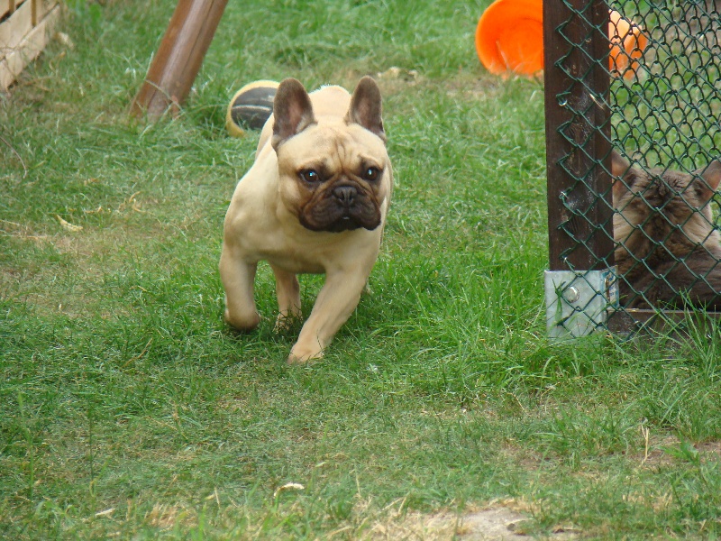 Bohem-crystal clear De La Grée Aux Chouans